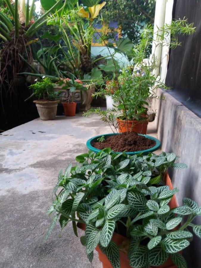 Mazz Homestay Negombo Eksteriør billede